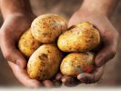 Wholesale price of fresh holland potato without chemical fertilizer