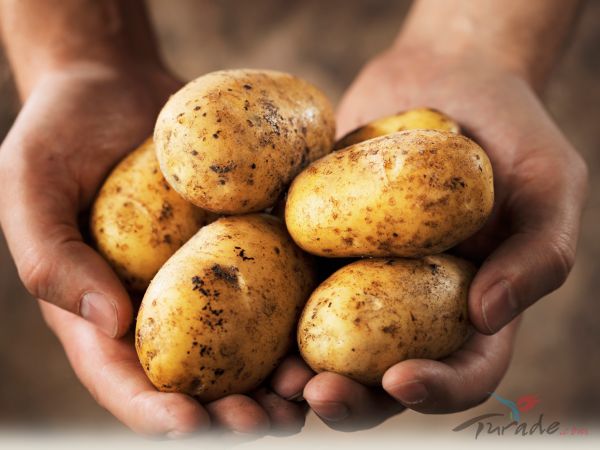 Wholesale price of fresh holland potato without chemical fertilizer
